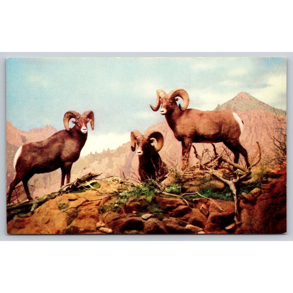 Vtg Rocky Mountain Big Horn Sheep Postcard W.E. Noble Rembrandt Chrome Unused
